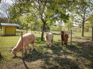 alpaca